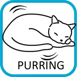 Calm Cube Comfort Icon Purring